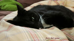 A cozy moment of our cat