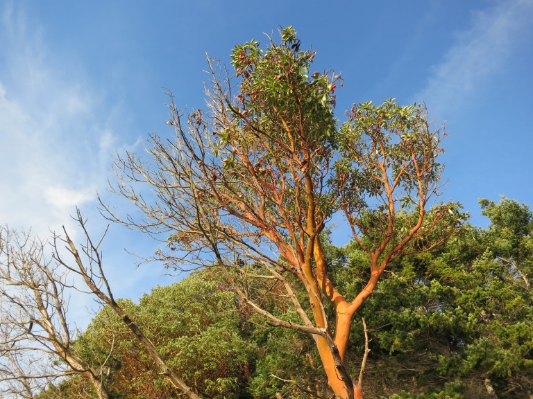 Brightly lit Madrona tree