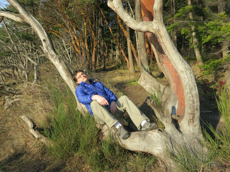 Madrona tree as chair