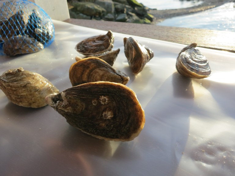 Oysters (shigoku, which means ultimate in Japanese)