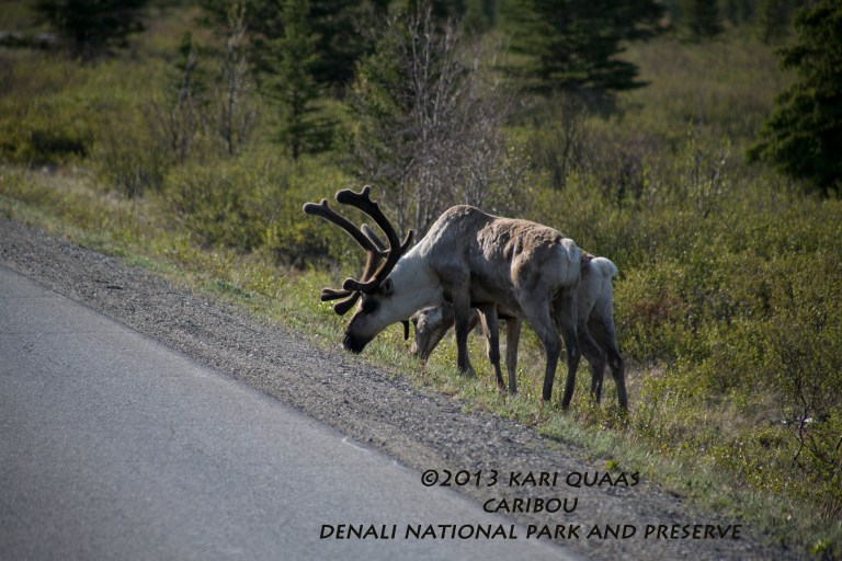 Caribou by Kari Quaas