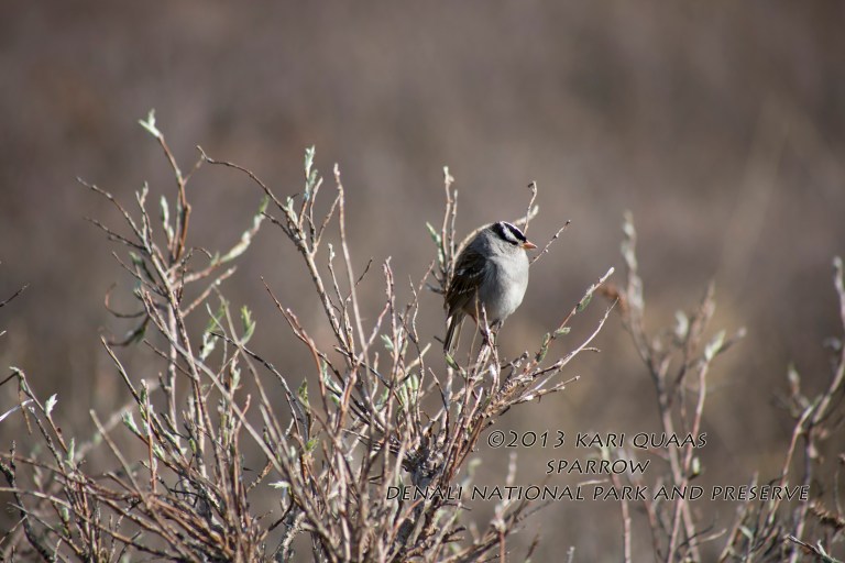 Sparrow by Kari Quaas