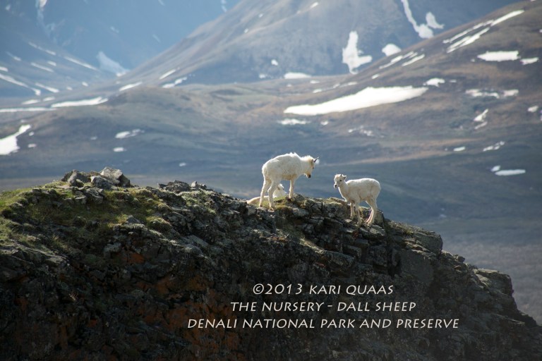 The Nursery by Kari Quaas