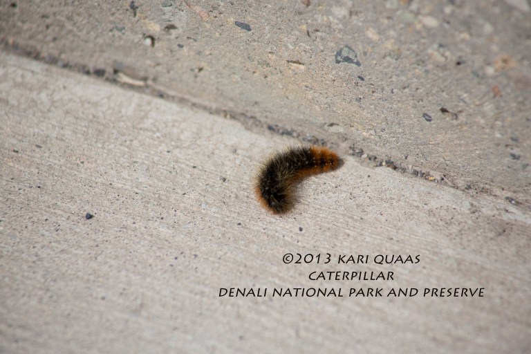 Caterpillar by Kari Quaas