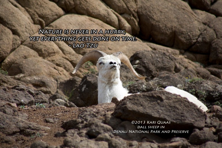 Dall Sheep by Kari Quaas Dall Sheep by Kari Quaas