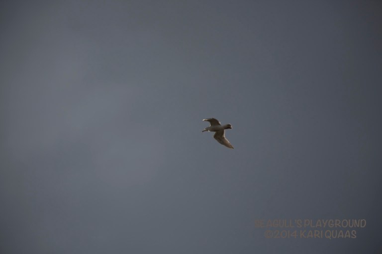 Windy Day - January 11, 2014