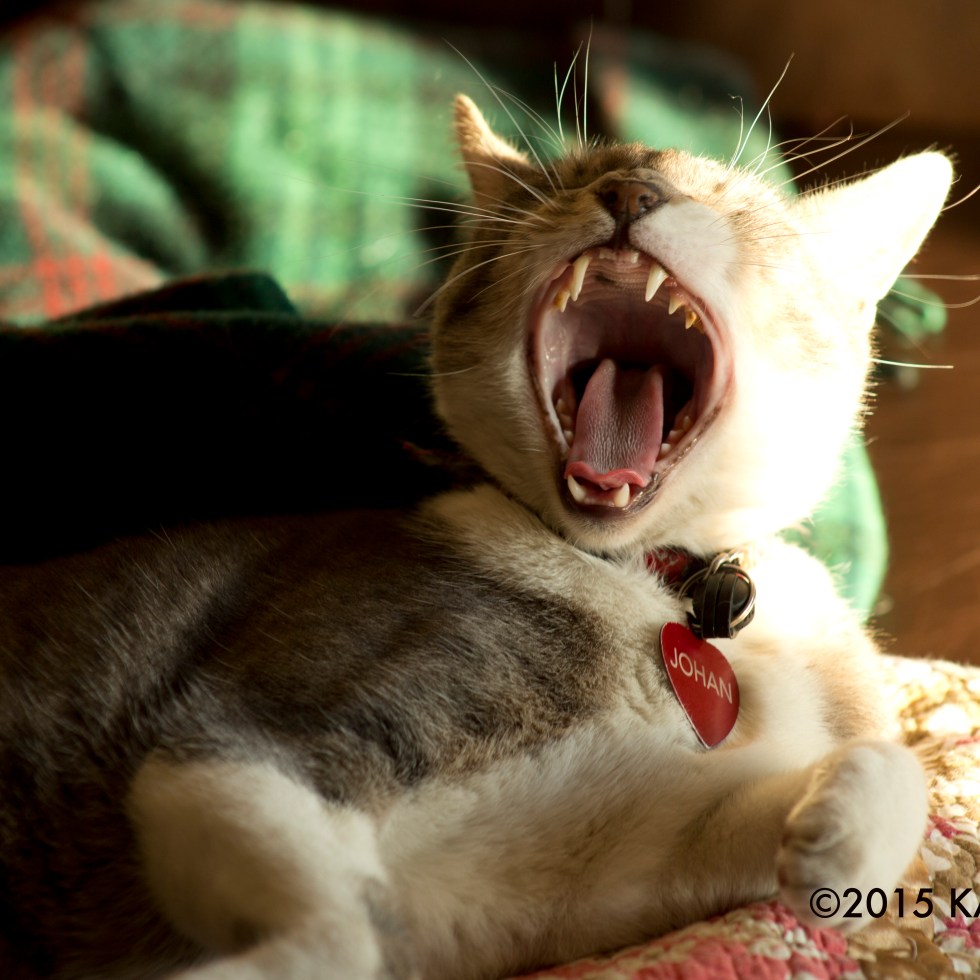 cat yawn by Kari Quaas