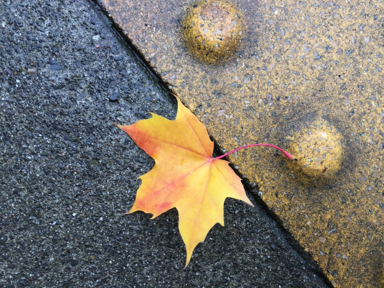 img_2400-leaf-pdx