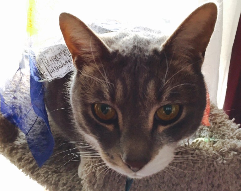 Wrapped in Prayer Flags by Kari Quaas 