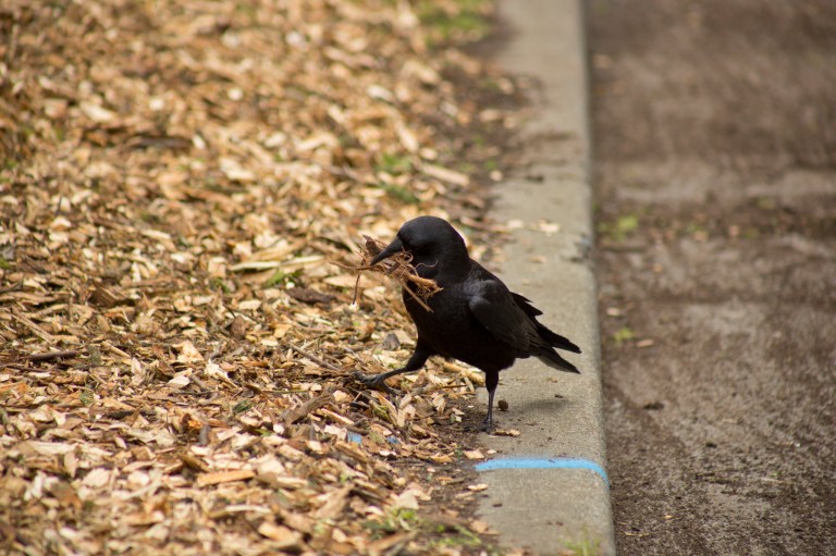 2017 Pioneer Square Spring Clean